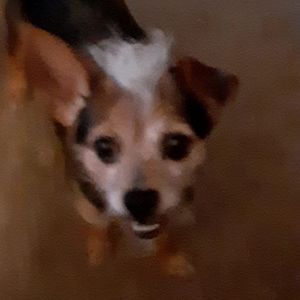 Meet your Posher, Terry